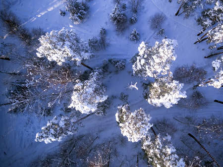 Aerial top view of winter trees in snow. Birds eye viewの写真素材