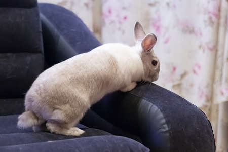 white and gray striped rabbit sitting on the armchair in the roomの写真素材