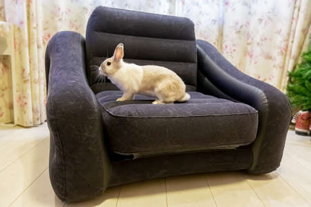 white and gray striped rabbit sitting on the armchair.の写真素材