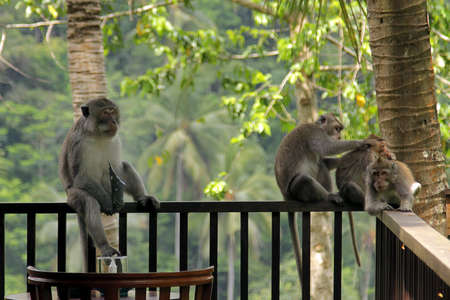 The leader of a pack of monkeys on a wooden parapet. Macaque sits with a sharp glass in his hands....