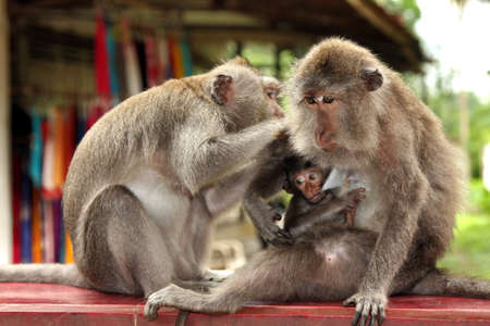 Family of monkeys. baby monkey breast-feeding. Mom feeds. dad is caring. family conceptの写真素材