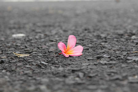 Closeup of Pink Plumeria flowers on gray asphalt road. Frangipani on the floorの写真素材
