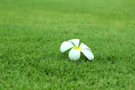 Closeup of white plumeria flowers on green grass lawn. Frangipani on the floorの写真素材