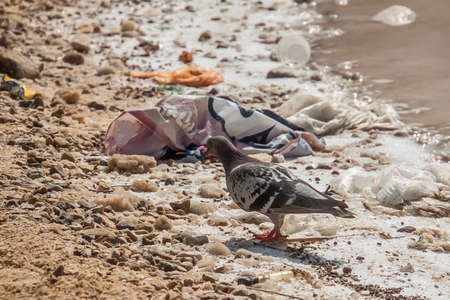 Bird walks on the beach in the trash. Garbage lying on the shores of the dead sea. Ecological problemsの写真素材