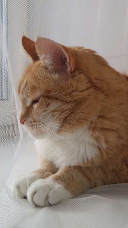 Red orange striped with white cat sitting on the window sill curtain. Experienced old smart cat basking in the sunの写真素材