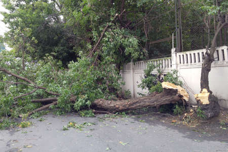 Hurricane aftermath, huge trees fallen. Broken trees in half. Destruction after the invasion of elementsの写真素材