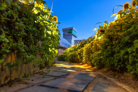 The path to the observation tower of the airport. The road through the garden with sunflowers
