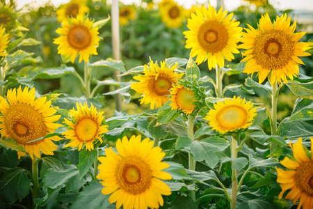 Field of many sunflowers in green leaves. Summer colorsの写真素材