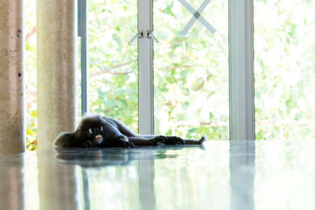 The leaf monkey lies on the stone floor. Langur