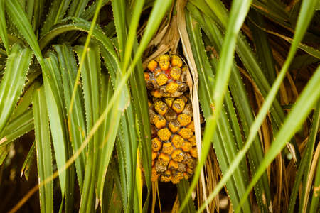 Yellow tropical fruit Pendan or Pendanus on a tree in leaves. Wild pineapple on a branch close up