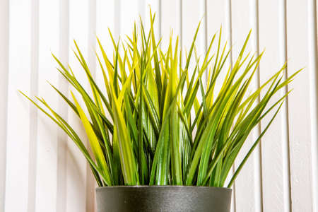 Decorative artificial potted plant, grass in flower pot. On a white wooden background. Plastic rearistic office greens dont need to care forの写真素材