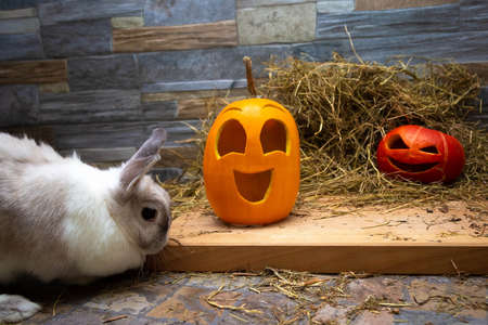 White rabbit is studying pumpkins for Halloween. Red and yellow jack o lanterns on a wooden board and stone wall backgroundの写真素材