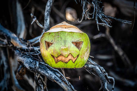 Halloween theme carved coconut. In the roots of a tree. Concept of autumn celebration of All Saints Day in the tropicsの写真素材