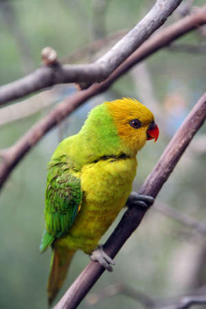 Green and Yellow Lorikeet perched on a tree.