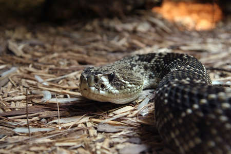 A close-up of a rattlesnake facing the camera crawling over straw on the groungの写真素材