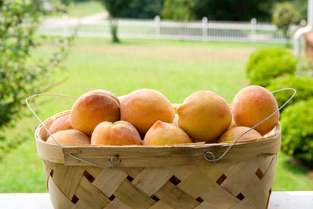 A basket of peaches fresh from the farmers market.の写真素材