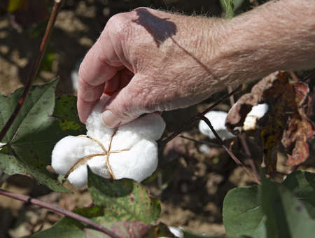 Close-up of a mans hand picking cotton from a field in South Alabama.の写真素材
