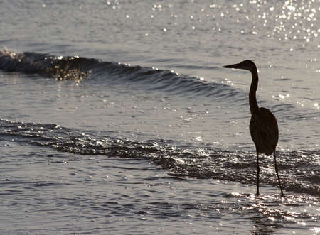A herons silhouette against the water on the Alabama gulf coast.の写真素材