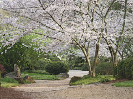 A path through a garden in the spring.の写真素材