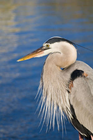 A heron by the water on the Alabama gulf coast.の写真素材