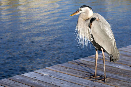A Heron standing on the dock on the Alabama gulf coast.の写真素材