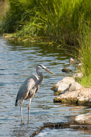 A Blue Heron standing in water looking for fish.の写真素材