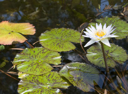 A white water lily blooming in a pond.の写真素材