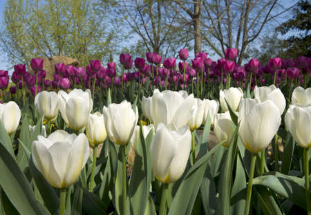 Tulips blooming in the spring.の写真素材