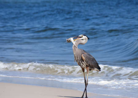 A Great Blue Heron with freshly caught dinner.の写真素材