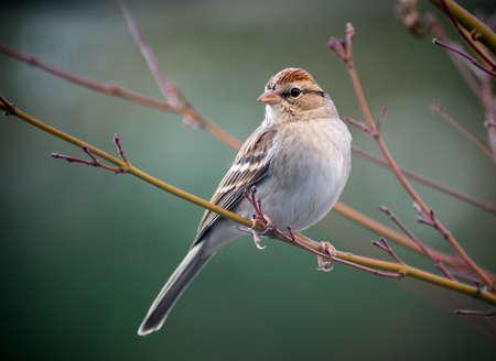 A Chipping Sparrow perched on a tree.の写真素材
