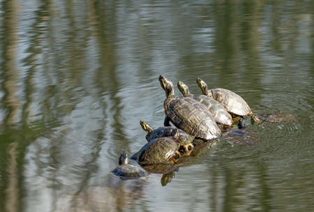 Turtles sunning on a log in the water の写真素材