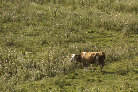 Cow on a summer pastureの写真素材