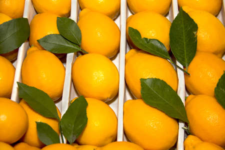 Fresh lemonsの写真素材