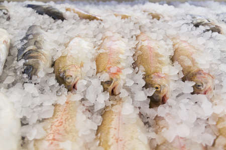 Fresh fish in iceの写真素材