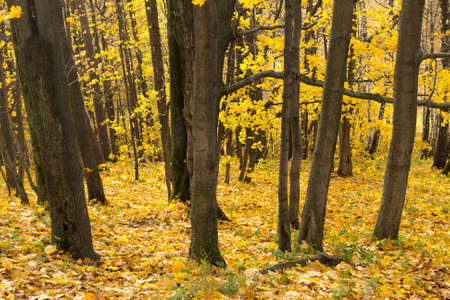 Autumn forest