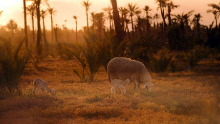 Sheep and lambs graze in a meadow with rare trees at sunset in the eveningの写真素材