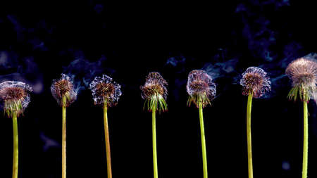 The fluffy white dandelions are set in a row against a black background to burn one after the otherの写真素材