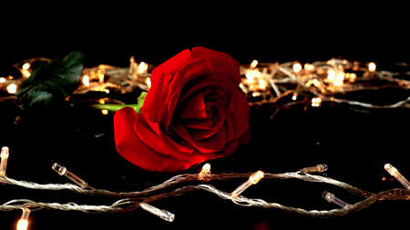 A red rose lies between the garland that shines yellow against a black backgroundの写真素材