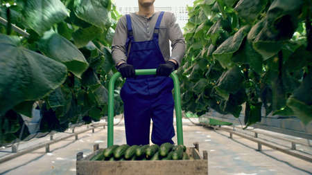 A worker in special clothes carries a trolley with long green cucumbersの写真素材