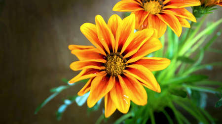 Close-up flowers in yellow and orange, with thin green leaves