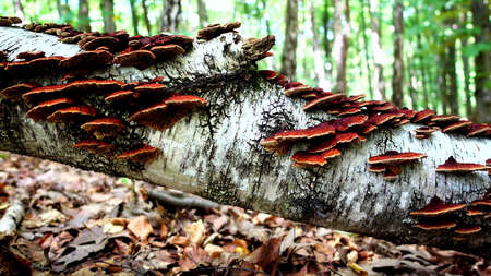 A fallen tree in the forest, heavily covered with mushrooms, close-upの写真素材
