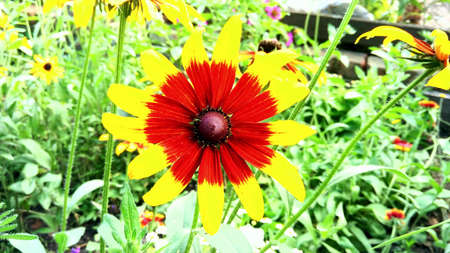 A rudbeckia plant with yellow and red petals, close-up in the garden with other flowersの写真素材