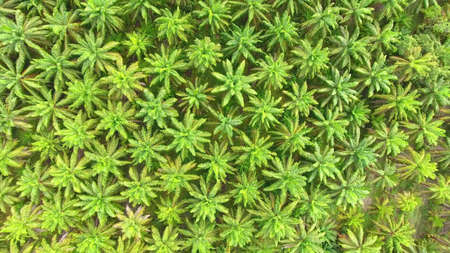 Aerial view on plantation of palm trees, bright green background
