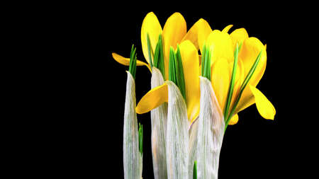 Spring saffron, or spring Crocus - a species of perennial herbaceous plants of the genus Saffron of...