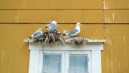 Three seagulls are sitting on their nests which have twisted on a wooden window of the houseの写真素材
