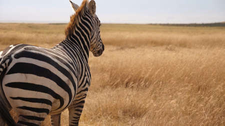 Close-up zebra looking at the yellow grass in the empty steppe of Tanzaniaの写真素材