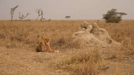A lion sits thoughtfully in the middle of a dry savannah in South Africaの写真素材