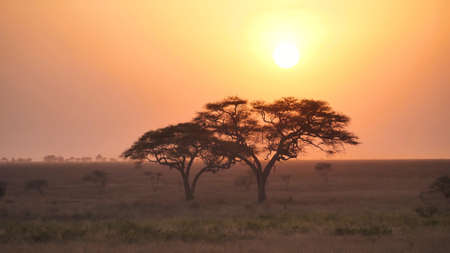 Beautiful African sunset with orange sky over two savannah treesの写真素材