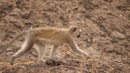 Little African monkey with short hair moves on the ground, close-upの写真素材