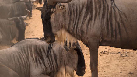 Close-up of a small herd of African Gnu resting on the dry land of the savannahの写真素材